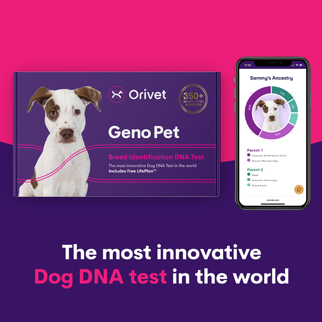 Geno Pet Dog Breed ID DNA Test