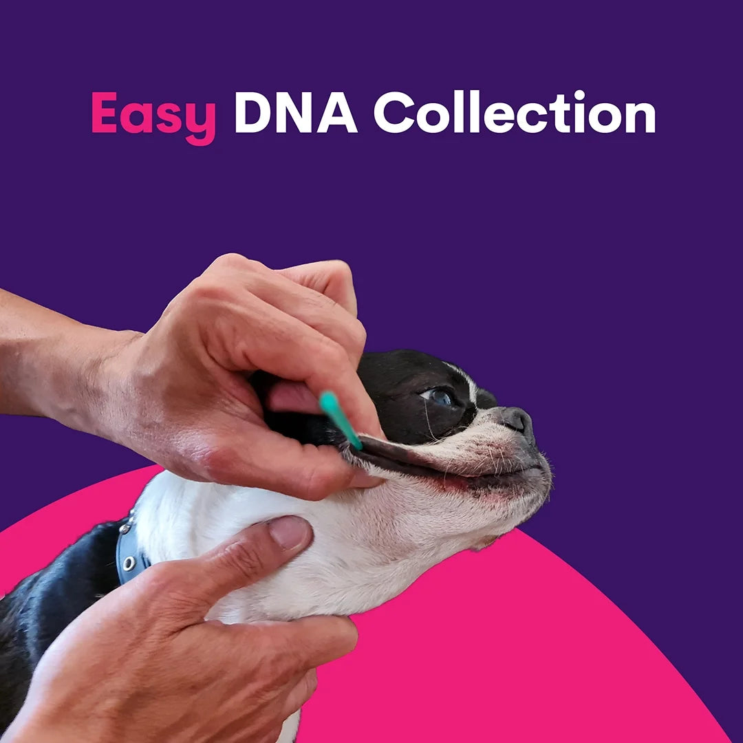 Geno Pet Dog Breed ID DNA Test