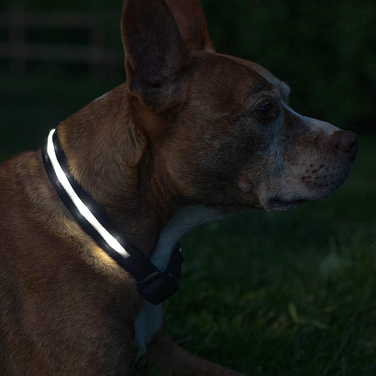 Light up Dog Collar - the Original LED Dog Collar - USB Rechargeable - Waterproof - 1,000 Feet of Visibility - Dog Collar Light for Small, Medium, Large Dogs - US Brand