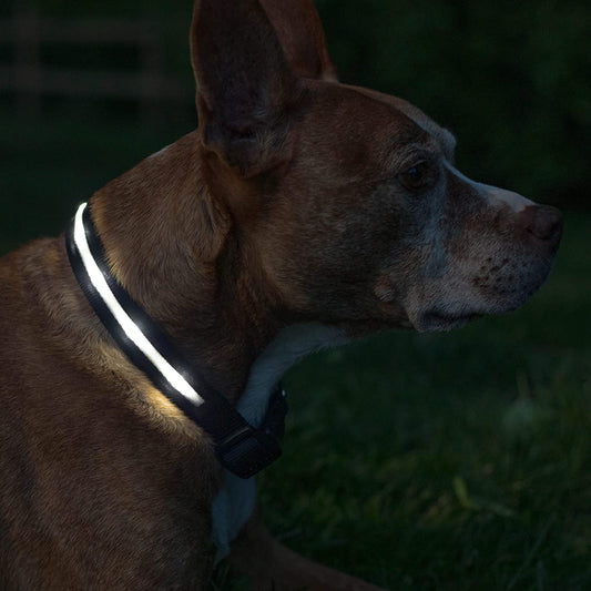 Light up Dog Collar - the Original LED Dog Collar - USB Rechargeable - Waterproof - 1,000 Feet of Visibility - Dog Collar Light for Small, Medium, Large Dogs - US Brand